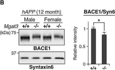 Fig.6.B showing Western Blotting from the publication: An aberrant sugar modification of BACE1 blocks its lysosomal targeting in Alzheimer's disease.