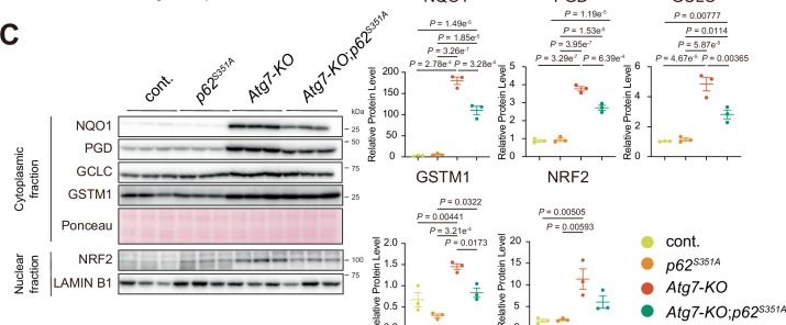 Fig.4.C showing Western Blotting from the publication: KEAP1 retention in phase-separated p62 bodies drives liver damage under autophagy-deficient conditions.