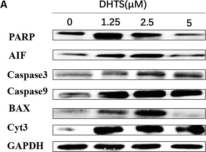 Fig.5.A showing Western Blotting in a Mus musculus (House mouse) sample from the publication: 15, 16-Dihydrotanshinone I Inhibits Hemangiomas through Inducing Pro-apoptotic and Anti-angiogenic Mechanisms in Vitro and in Vivo.