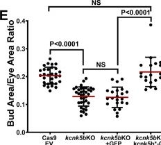 Fig.4.E from the publication: The scale of zebrafish pectoral fin buds is determined by intercellular K+ levels and consequent Ca2+-mediated signaling via retinoic acid regulation of Rcan2 and Kcnk5b.