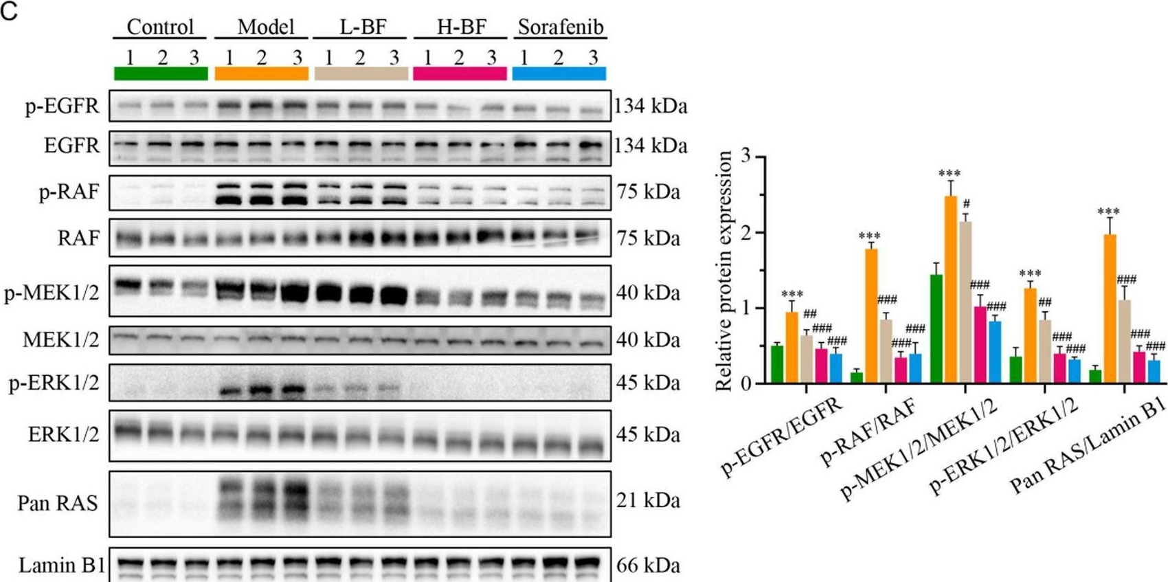 Fig.9.C showing Western Blotting from the publication: Bufalin inhibits hepatocellular carcinoma progression by blocking EGFR-mediated RAS-RAF-MEK-ERK pathway activation.