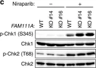 Fig.6.C showing Western Blotting from the publication: FAM111A protects replication forks from protein obstacles via its trypsin-like domain.