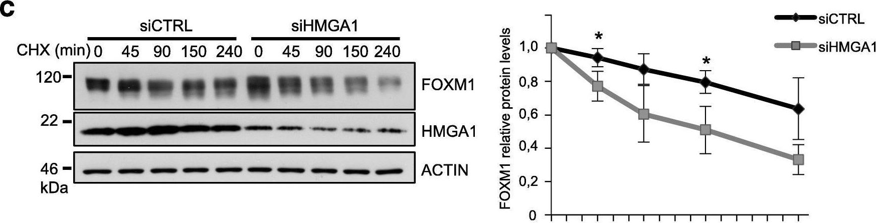 Fig.3.C showing Western Blotting in a Homo sapiens (Human) sample from the publication: HMGA1 promotes breast cancer angiogenesis supporting the stability, nuclear localization and transcriptional activity of FOXM1.