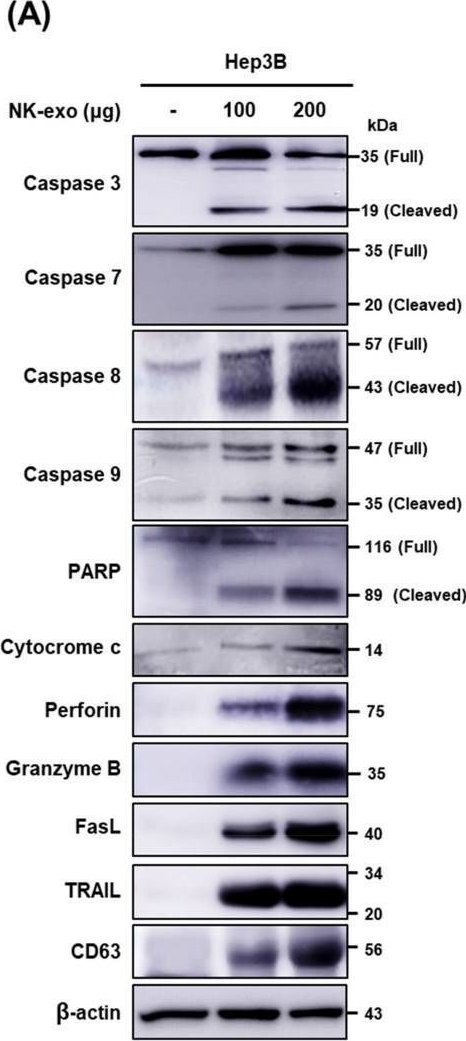 Fig.7.A showing Western Blotting from the publication: Delivery of human natural killer cell-derived exosomes for liver cancer therapy: an in vivo study in subcutaneous and orthotopic animal models.