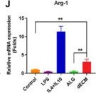Fig.5.J showing Enzyme-linked immunosorbent assay from the publication: Fish Swim Bladder-Derived ECM Hydrogels Effectively Treat Myocardial Ischemic Injury through Immunomodulation and Angiogenesis.