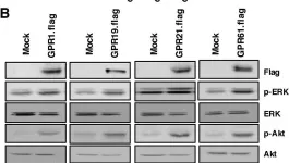 Fig.3.B showing Western Blotting from the publication: Neuronal Orphan G-Protein Coupled Receptor Proteins Mediate Plasmalogens-Induced Activation of ERK and Akt Signaling.