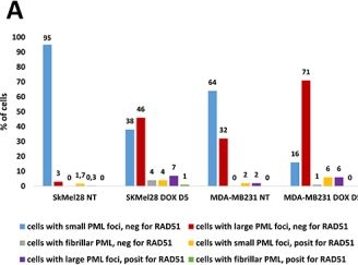 Fig.6.A from the publication: Repair and misrepair of telomeric DNA in dynamic interactions with PML nuclear bodies and lamin B1 in doxorubicin-treated cancer cells.