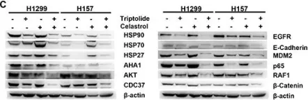 Fig.6.C showing Western Blotting in a Homo sapiens (Human) sample from the publication: Synergistic anticancer effects of triptolide and celastrol, two main compounds from thunder god vine.