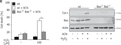 Fig.2.C showing Western Blotting in a Mus musculus (House mouse) sample from the publication: Cytochrome c oxidase deficiency accelerates mitochondrial apoptosis by activating ceramide synthase 6.
