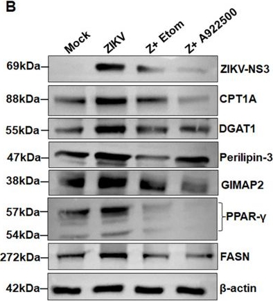 Fig.5.B showing Western Blotting from the publication: Zika Virus-Induced Metabolic Reprogramming Drives Lipid Droplet Biogenesis, Promoting Viral Replication and Ocular Pathogenesis.