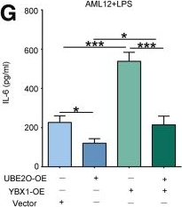 Fig.5.G showing Enzyme-linked immunosorbent assay from the publication: Ubiquitin-Conjugating Enzyme E2O Primes Hepatocytes to Restore Immune Tolerance in Autoimmune Hepatitis via Inhibiting Y-Box Binding Protein 1/Interleukin-6 Axis.