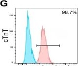 Fig.2.G showing Flow cytometry/Cell sorting in a Homo sapiens (Human) sample from the publication: A pathogenic titin missense mutation in hiPSC-derived cardiomyocytes predisposes to ventricular fibrillation in acute ST-segment elevation myocardial infarction.