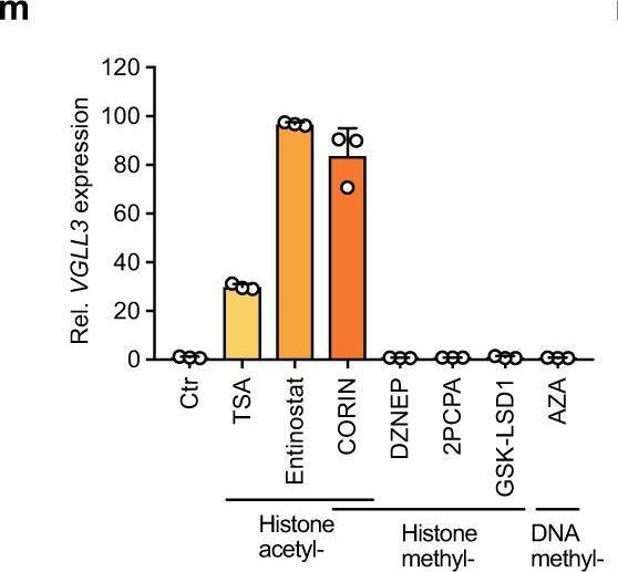 Fig.1.M from the publication: Transcriptional repression of estrogen receptor alpha by YAP reveals the Hippo pathway as therapeutic target for ER+ breast cancer.