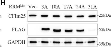 Fig.7.H showing Western Blotting in a Homo sapiens (Human) sample from the publication: PABPN1 aggregation is driven by Ala expansion and poly(A)-RNA binding, leading to CFIm25 sequestration that impairs alternative polyadenylation.