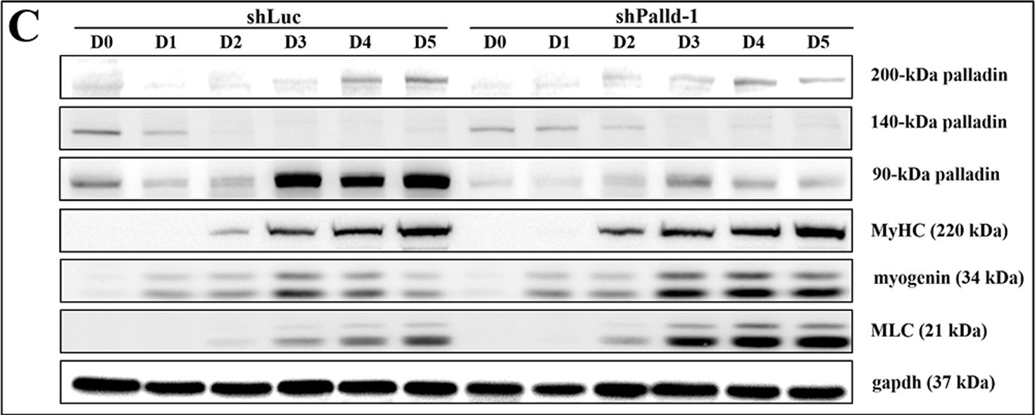 MYL3 Antibodies - Antibody Search Engine - CiteAb