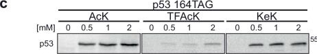 Fig.4.C showing Western Blotting from the publication: Non-hydrolyzable acetyllysine analogs to study protein acetylation in vitro and in cells.