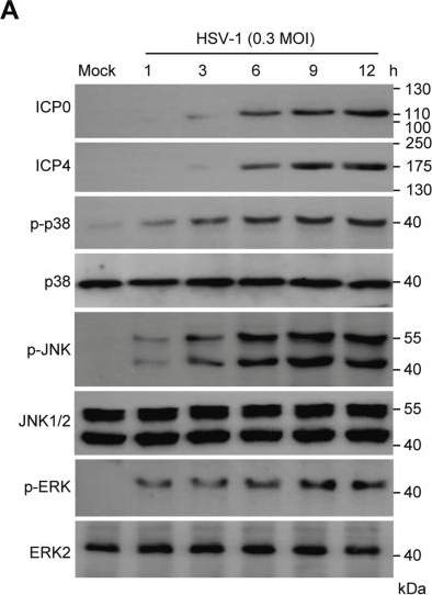 Fig.1.A showing Western Blotting from the publication: Activation of the stress-activated protein kinase JNK in response to herpes simplex virus-1 infection coordinates transition of BRD4 from chromosome association to transcription elongation.