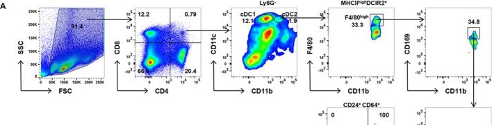 Fig.3.A showing Flow cytometry/Cell sorting in a Mus musculus (House mouse) sample from the publication: High-dimensional phenotyping reveals novel macrophage-like and hybrid subsets within murine splenic conventional dendritic cells.