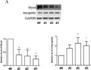 Fig.5.A showing Western Blotting in a Rattus norvegicus (Rat) sample from the publication: Leucine Promotes Proliferation and Differentiation of Primary Preterm Rat Satellite Cells in Part through mTORC1 Signaling Pathway.