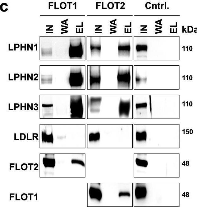 Fig.7.C showing Western Blotting in a Homo sapiens (Human) sample from the publication: Cross-linking of the endolysosomal system reveals potential flotillin structures and cargo.