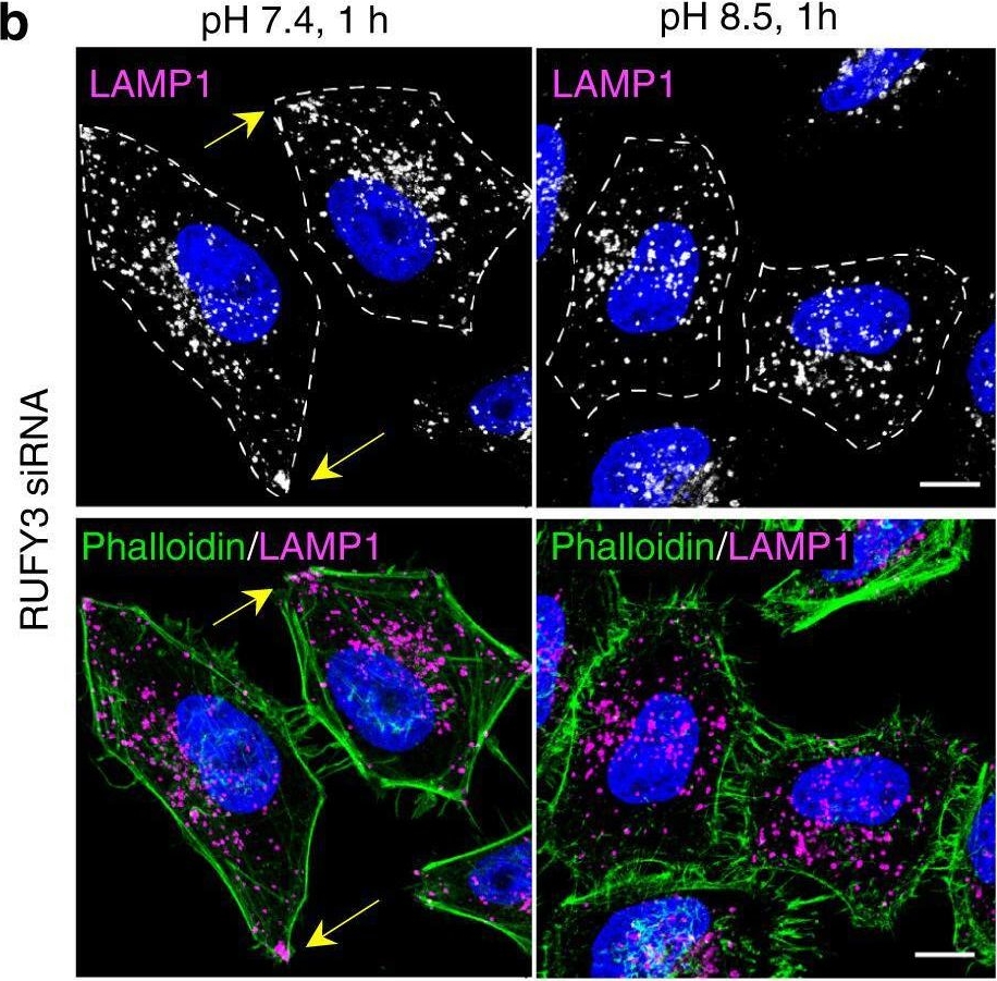Fig.9.B showing Immunocytochemistry-immunofluorescence in a Rattus norvegicus (Rat) sample from the publication: RUFY3 and RUFY4 are ARL8 effectors that promote coupling of endolysosomes to dynein-dynactin.