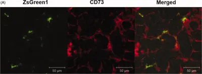 Fig.4.A showing Immunohistochemistry-immunofluorescence in a Mus musculus (House mouse) sample from the publication: Characterization of transgene expression and pDNA distribution of the suctioned kidney in mice.