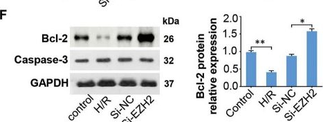 Fig.4.F showing Western Blotting from the publication: MiR-144-3p regulates cell proliferation and apoptosis in renal ischemia-reperfusion injury by targeting EZH2.