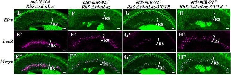 Fig.2.H showing Immunohistochemistry-immunofluorescence in a Drosophila melanogaster (Fruit fly) sample from the publication: miR-927 Regulates Photoreceptor Subtype Specification Through Yorkie and Sensory Opsins in Drosophila.