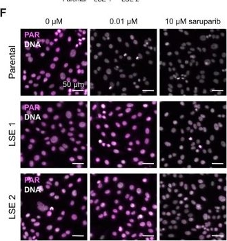 Fig.4.F showing Immunocytochemistry-immunofluorescence from the publication: Genetic evidence for PARP1 trapping as a driver of PARP inhibitor efficacy in BRCA mutant cancer cells.