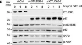 Fig.1.E showing Western Blotting from the publication: The OTUD6B-LIN28B-MYC axis determines the proliferative state in multiple myeloma.