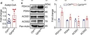 Fig.6.D showing Western Blotting from the publication: Inhibition of fatty acid oxidation enables heart regeneration in adult mice.