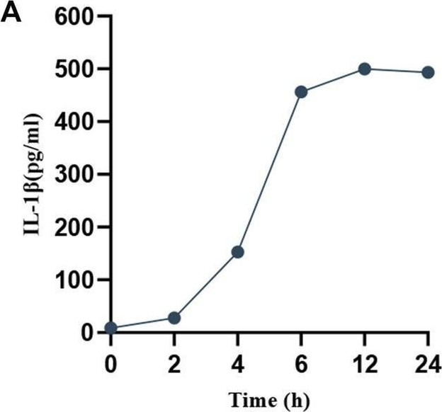 Fig.2.A showing Enzyme-linked immunosorbent assay from the publication: Yinqin Qingfei granules alleviate Mycoplasma pneumoniae pneumonia via inhibiting NLRP3 inflammasome-mediated macrophage pyroptosis.