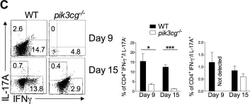 Fig.5.C showing Flow cytometry/Cell sorting in a Mus musculus (House mouse) sample from the publication: PI3Kγ drives priming and survival of autoreactive CD4(+) T cells during experimental autoimmune encephalomyelitis.