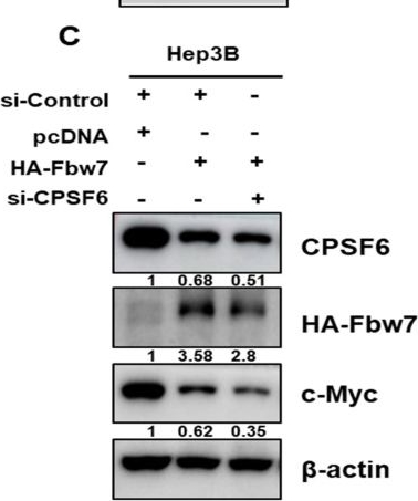Fig.3.C showing Western Blotting from the publication: Negative Regulation of CPSF6 Suppresses the Warburg Effect and Angiogenesis Leading to Tumor Progression Via c-Myc Signaling Network: Potential Therapeutic Target for Liver Cancer Therapy.