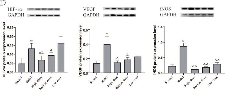 Fig.4.D showing Western Blotting in a Rattus norvegicus (Rat) sample from the publication: Exploring the HIF-1α signalling pathway and the mechanism of YiQiHuoXue decoction against Precancerous Lesions of Gastric Cancer based on Network Pharmacology and Molecular Docking.