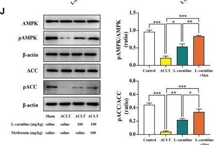 Fig.4.J showing Western Blotting in a Rattus norvegicus (Rat) sample from the publication: L-carnitine alleviates synovitis in knee osteoarthritis by regulating lipid accumulation and mitochondrial function through the AMPK-ACC-CPT1 signaling pathway.