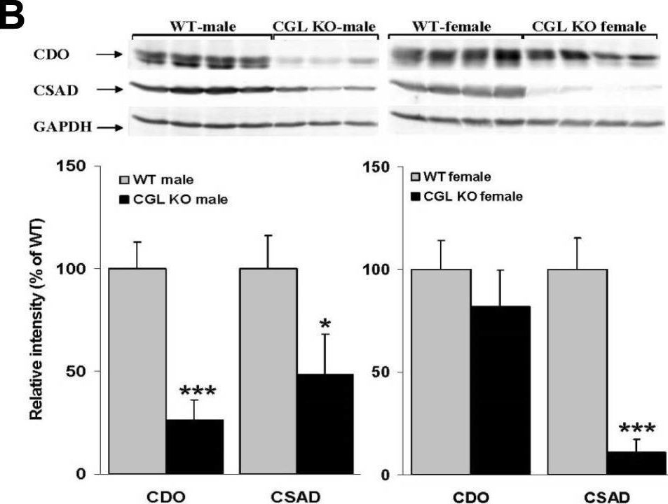 Fig.6.B showing Western Blotting in a Mus musculus (House mouse) sample from the publication: Sex-specific dysregulation of cysteine oxidation and the methionine and folate cycles in female cystathionine gamma-lyase null mice: a serendipitous model of the methylfolate trap.