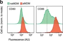 Fig.1.B showing Flow cytometry/Cell sorting in a Homo sapiens (Human) sample from the publication: A druggable copper-signalling pathway that drives inflammation.