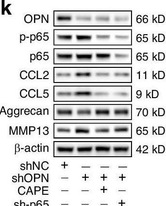 Fig.7.X showing Western Blotting from the publication: Osteopontin deficiency promotes cartilaginous endplate degeneration by enhancing the NF-κB signaling to recruit macrophages and activate the NLRP3 inflammasome.