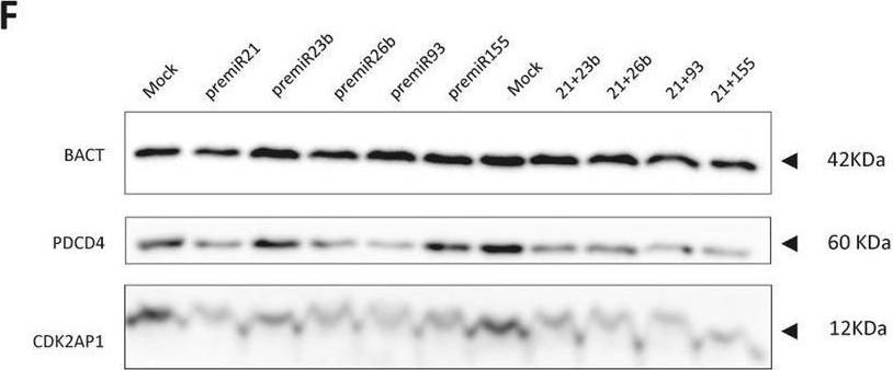 Fig.3.F showing Western Blotting in a Homo sapiens (Human) sample from the publication: The deleted in oral cancer (DOC1 aka CDK2AP1) tumor suppressor gene is downregulated in oral squamous cell carcinoma by multiple microRNAs.