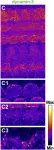 Fig.7.C showing Immunohistochemistry-immunofluorescence in a Mus musculus (House mouse) sample from the publication: Quantitative Fluorescent in situ Hybridization Reveals Differential Transcription Profile Sharpening of Endocytic Proteins in Cochlear Hair Cells Upon Maturation.