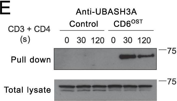 Fig.3.E showing Western Blotting in a Mus musculus (House mouse) sample from the publication: The T cell CD6 receptor operates a multitask signalosome with opposite functions in T cell activation.