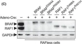 Fig.5.C showing Western Blotting from the publication: KSR induces RAS-independent MAPK pathway activation and modulates the efficacy of KRAS inhibitors.