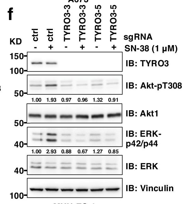 Fig.2.F showing Western Blotting in a Homo sapiens (Human) sample from the publication: Co-targeting JAK1/STAT6/GAS6/TAM signaling improves chemotherapy efficacy in Ewing sarcoma.