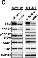 Fig.5.C showing Western Blotting from the publication: Targeting SIK2 with GRN-300 Potentiates Paclitaxel Efficacy in Triple-Negative Breast Cancer.