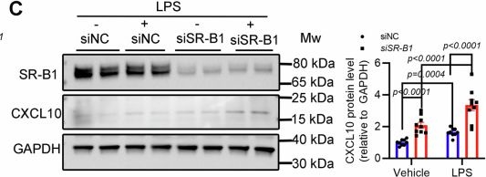 Fig.6.C showing Western Blotting from the publication: Microvascular endothelial scavenger receptor class B type I protects against heart failure with preserved ejection fraction by inhibiting T-cell cardiotropism.