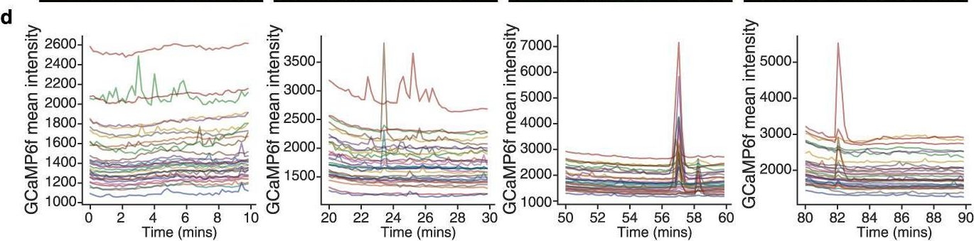 Fig.5.D from the publication: Senescent cells perturb intestinal stem cell differentiation through Ptk7 induced noncanonical Wnt and YAP signaling.