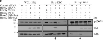 Fig.2.E showing Western Blotting in a Homo sapiens (Human) sample from the publication: The dynein adaptor Hook2 plays essential roles in mitotic progression and cytokinesis.