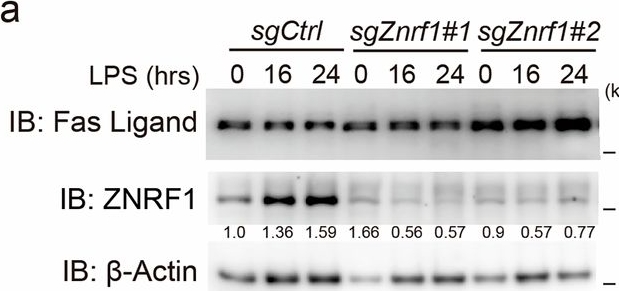 Fig.2.A showing Western Blotting from the publication: ZNRF1 deficiency disrupts Fas ligand trafficking and immune balance.