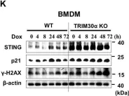 Fig.3.K showing Western Blotting from the publication: HMGB1 orchestrates STING-mediated senescence via TRIM30α modulation in cancer cells.